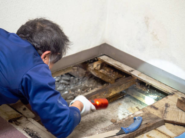 Best Local Mold Removal Service  in Heppner, OR