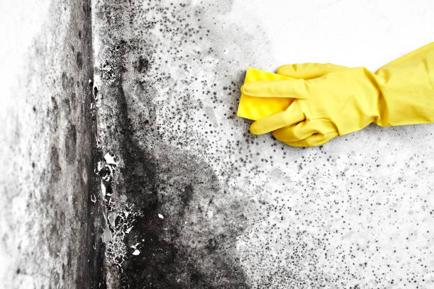 Mold Testing and Removal in Heppner, OR