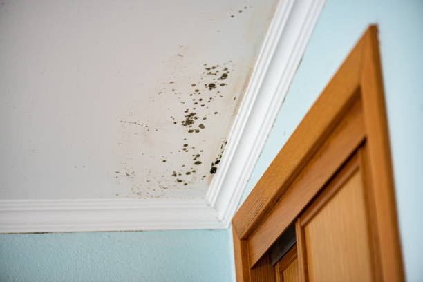 Best Black Mold Removal  in Heppner, OR