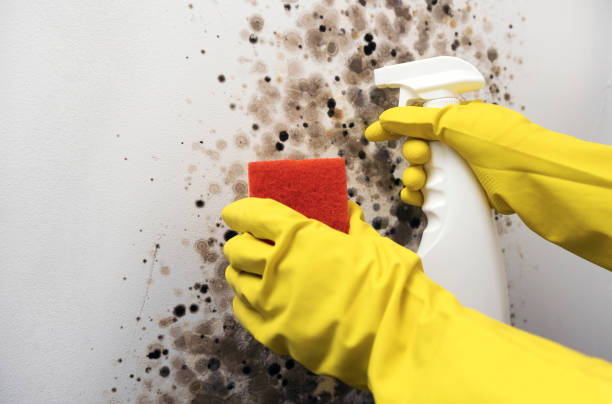 Best Home Mold Removal  in Heppner, OR