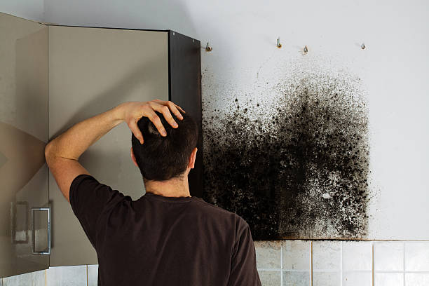 Best Mold Removal Company Near Me  in Heppner, OR